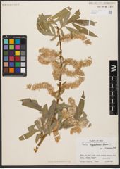 Foto von Salix zygostemon Boiss. & Hohen.